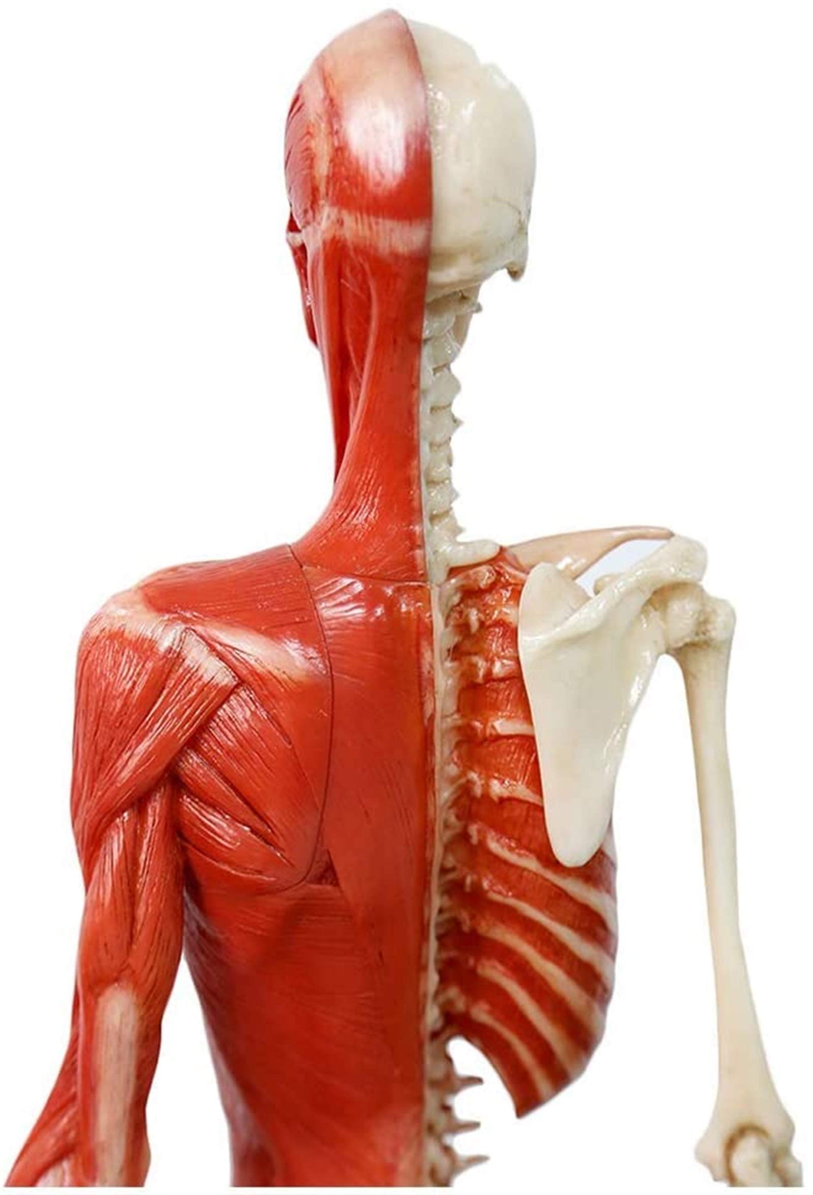 Manekin do rysowania anatomii człowieka - 23 cale / 60 cm Rysunek anatomii kobiety - Model anatomiczny szkieletu mięśni człowieka Odniesienie do szkoły artystycznej Studium i nauczanie