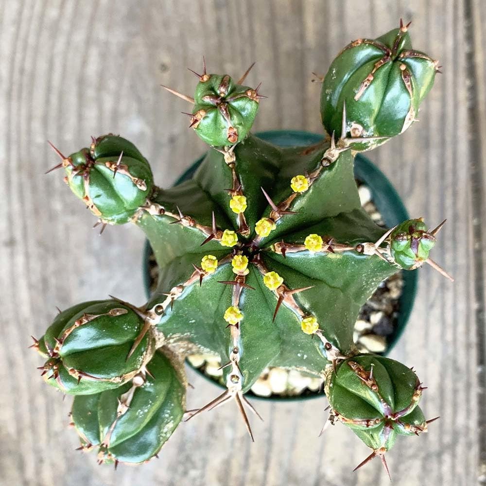 Amazon.co.jp: ユーフォルビア ハンディエンシス 2.5号 *0746 : ホーム