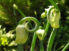 Air Onions, Ettagen Onions, Eternal Onion or Egyptian Onion Latin Allium x Proliferum - Bubillen, Bulbillen, Breeding Bulbelles (Pack of 5)