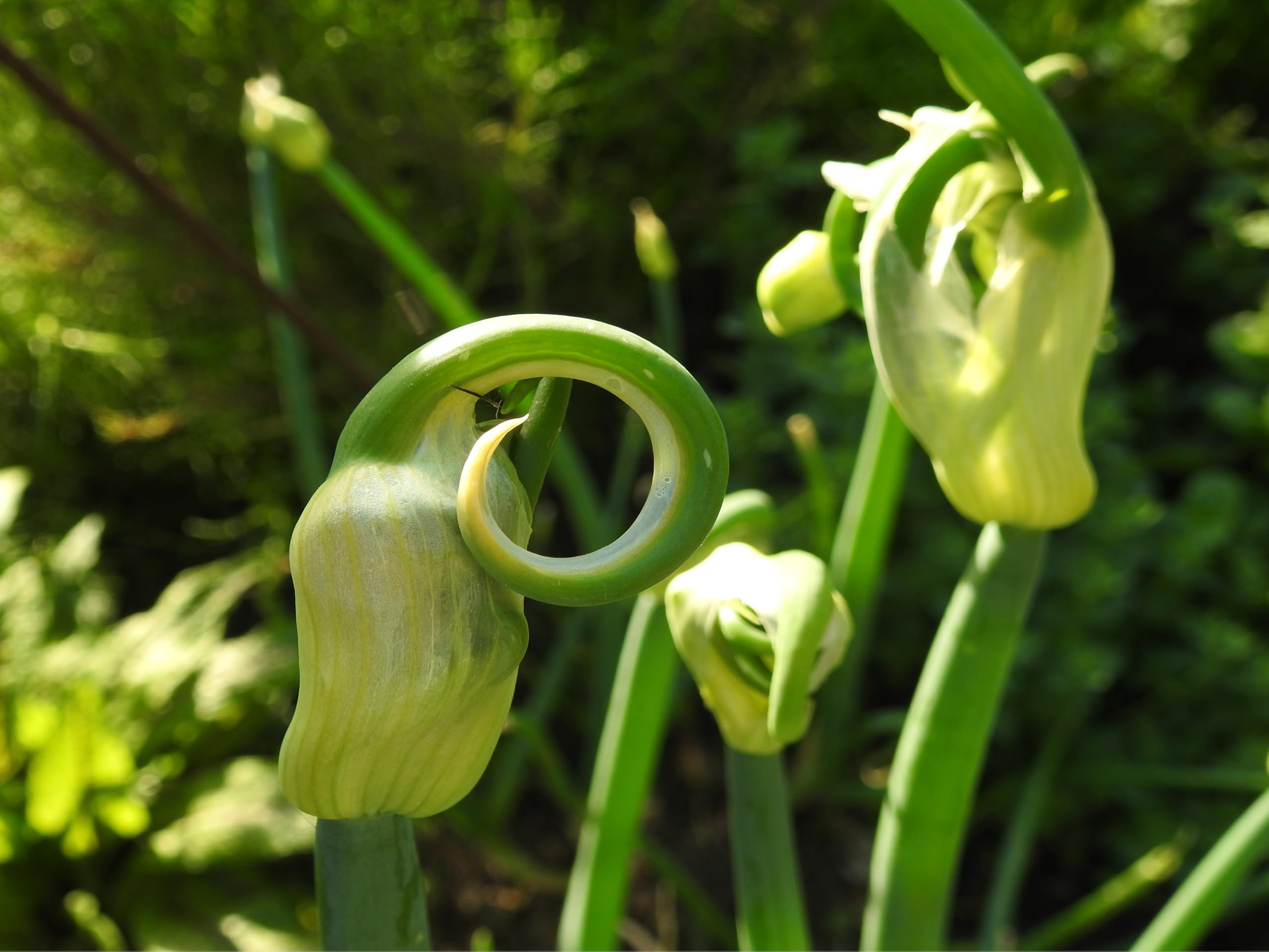 Steckzwiebeln der Luftzwiebel, Ettagenzwiebel, Ewige Zwiebel oder Ägyptische Zwiebel lat. Allium x proliferum (10 Steckzwiebeln)