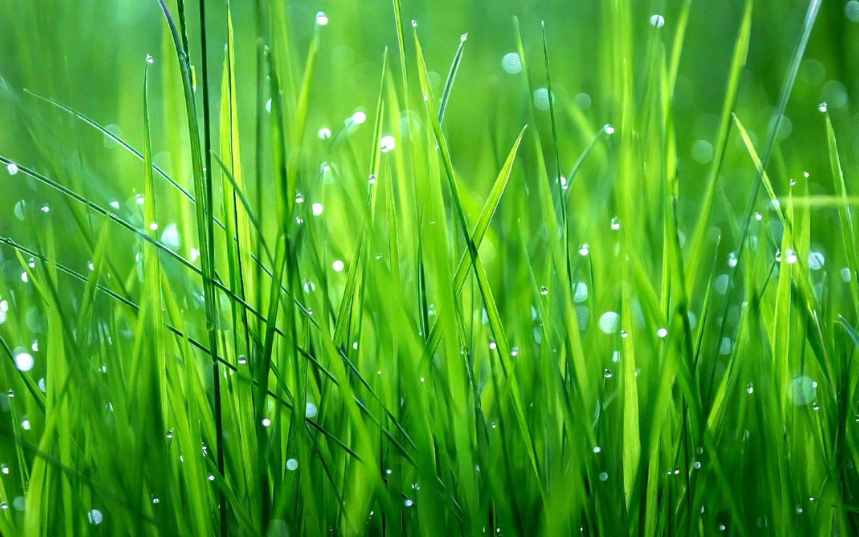 Sprogs and Dogs - Hardwearing Lawn Seed 2 kg Recommended by 'The Independent' Newspaper