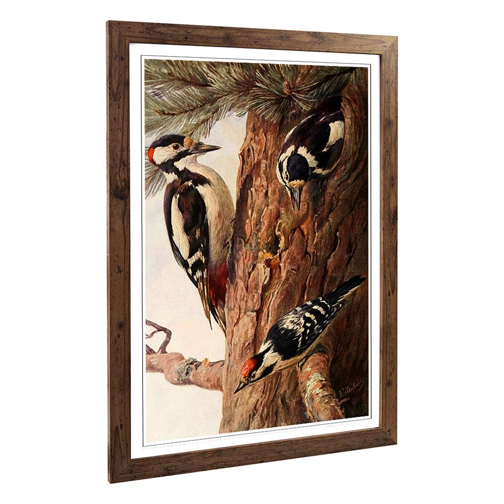 Big Box Art Framed Print of Vintage W Kuhnert Woodpeckers Design | Wall Art Picture | Home Decor for Kitchen, Living, Dining Room, Bedroom, Hallway, Office, Walnut, A2 / 24.5x18 Inch / 62x45cm