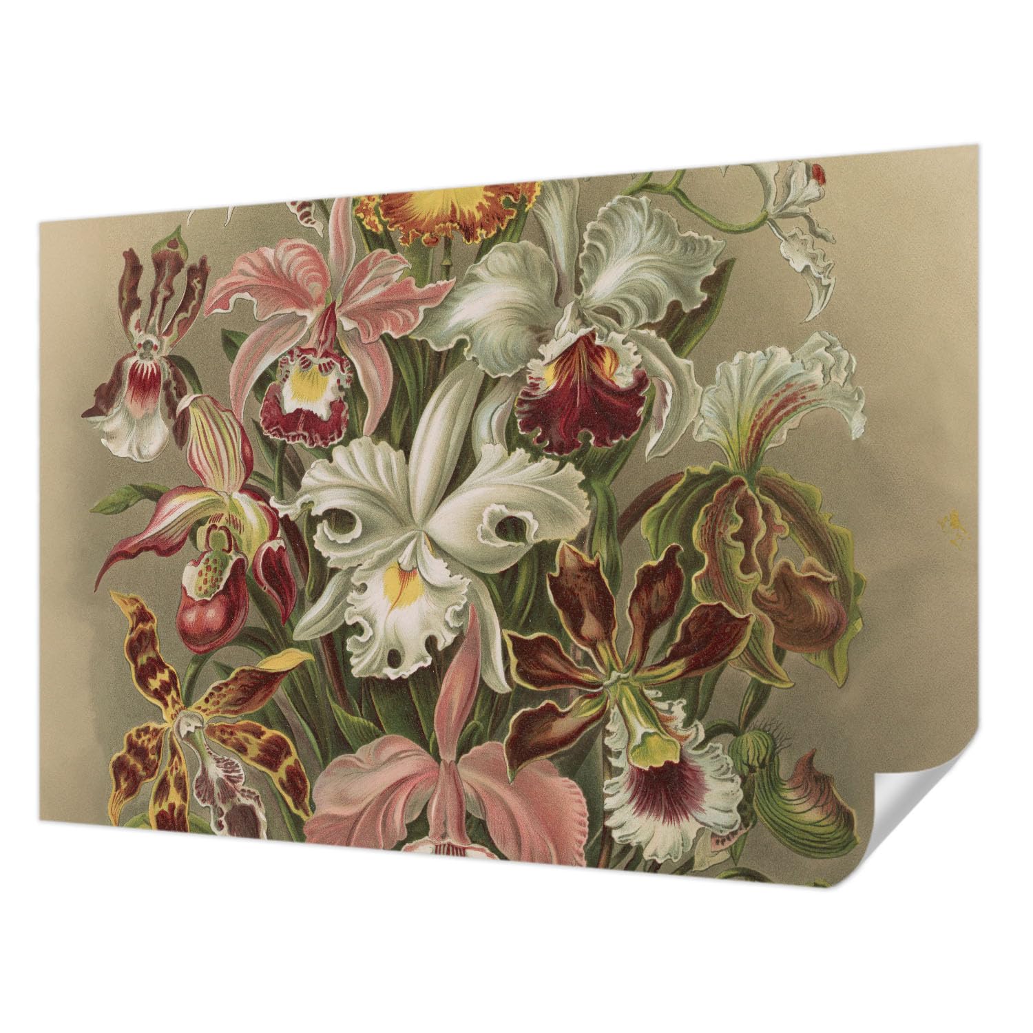 Papel pintado vintage para dormitorio y recibidor con elegante diseño floral botánico