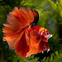 Vista 7 de Sukh 30 hojas de almendra india para Betta – Acondicionador de agua de almendras grandes para acuarios Catappa Acondicionador de agua de almendras