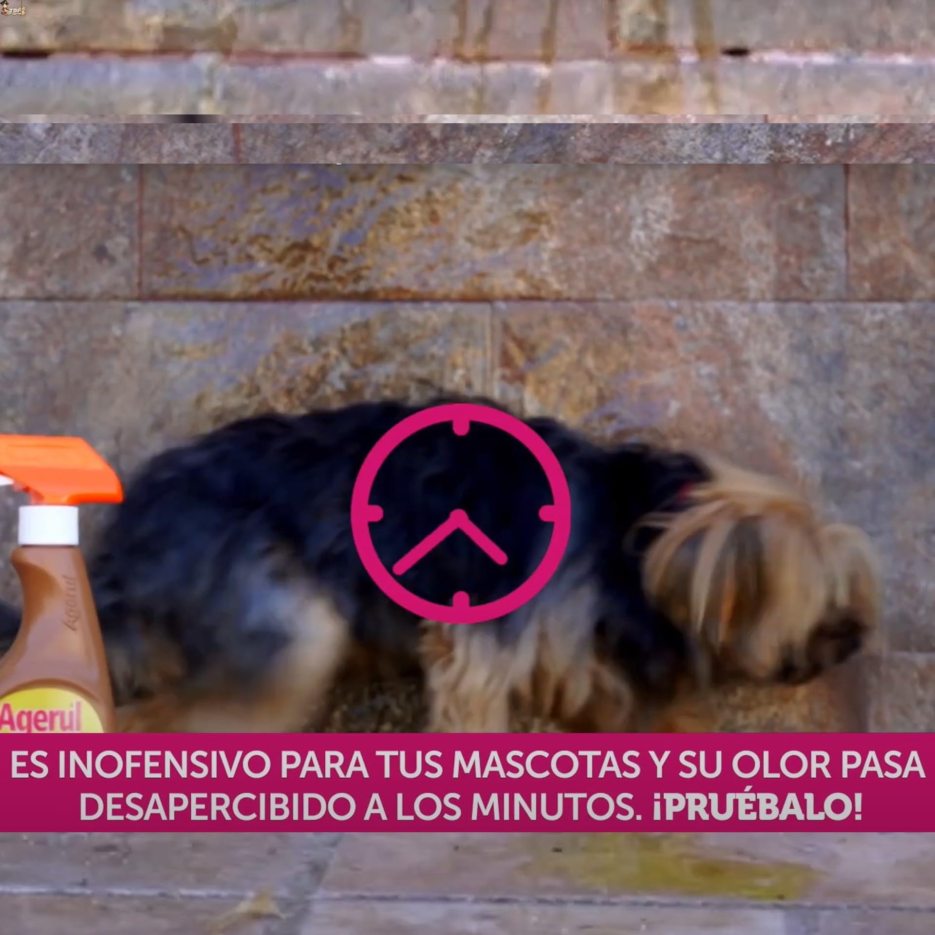 BricoLoco.com Odstraszacz odstraszający odstraszacz dla psów i kotów 500 ml zapobiegający oddawaniu moczu lub pipi w niepożądanych miejscach. Edukator odstraszający oddawanie moczu dla zwierząt