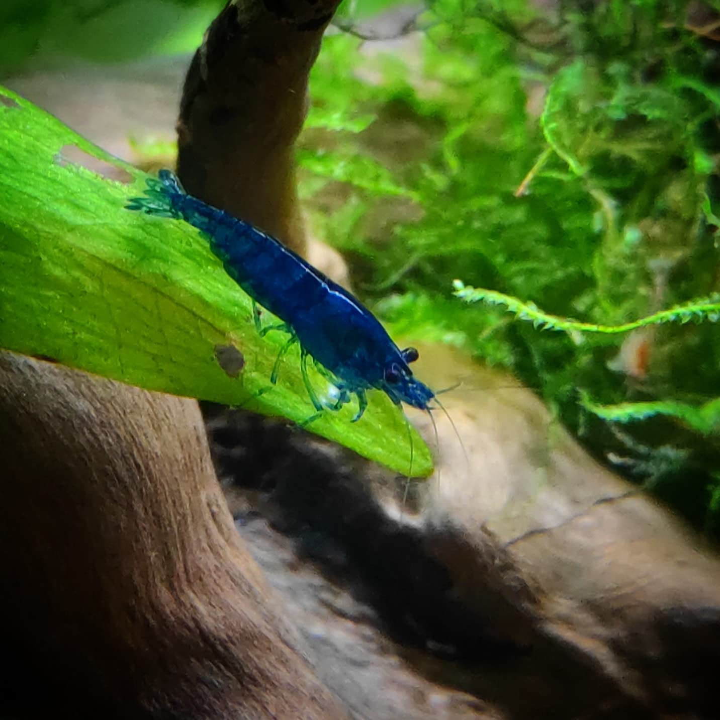 Lot de 12 Crevettes Blue Saphir pour Aquarium d'eau Douce | Crevettes élevées en Bretagne, France, en aquarium et uniquement dans de l'eau du robinet. Expédition rapide et sécurisée