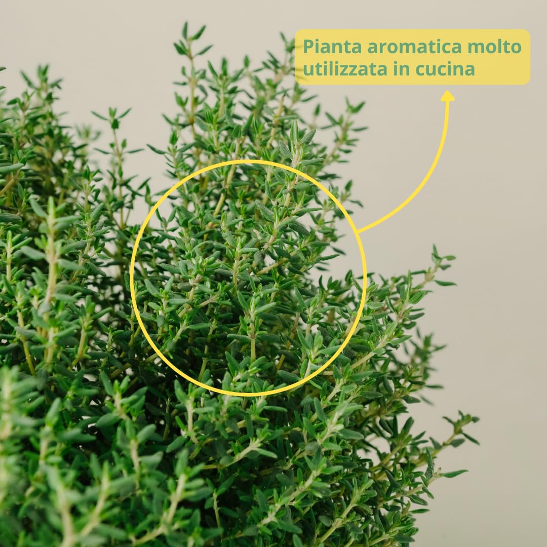 PLANTI’ TIMO OFFICINALIS Pianta Vera da Esterno Piante Aromatiche da Cucina, ideale per Insaporire i Vostri Piatti o per Ornare il Giardino di Casa. 6 Mesi di Concimazione con Sistema Plantì