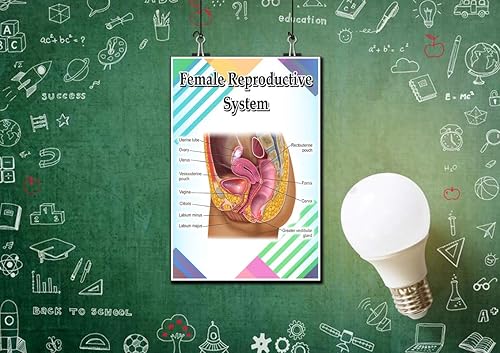 Sistema Reproductivo Femenino Poster Cita Motivacional Educativa InspiraciĂłn Escuela Primaria Escuela en Casa 12 Pulgadas por 18 Pulgadas ImpresiĂłn Sistema Reproductivo Femenino Poster Cita Motivacional Educativa InspiraciĂłn Escuela Primaria Escuela en Casa 12 Pulgadas por 18 Pulgadas ImpresiĂłn