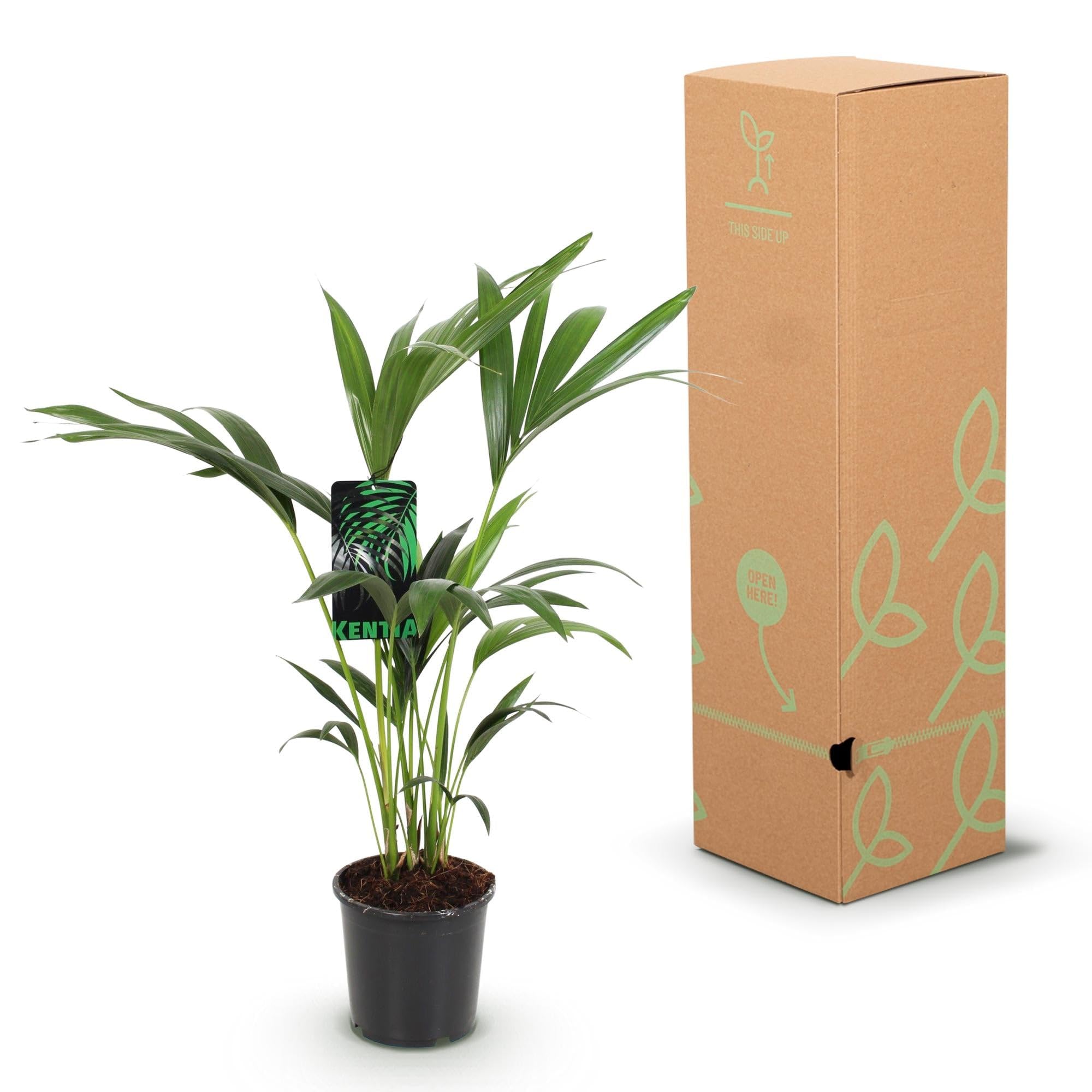 Howea Forsteriana – Palma Kentia – 70 – 75 cm – 17 cm – Palma da interno facile da pulire con eleganti frantumi, pianta verde tropicale e purificante dell'aria per interni moderni
