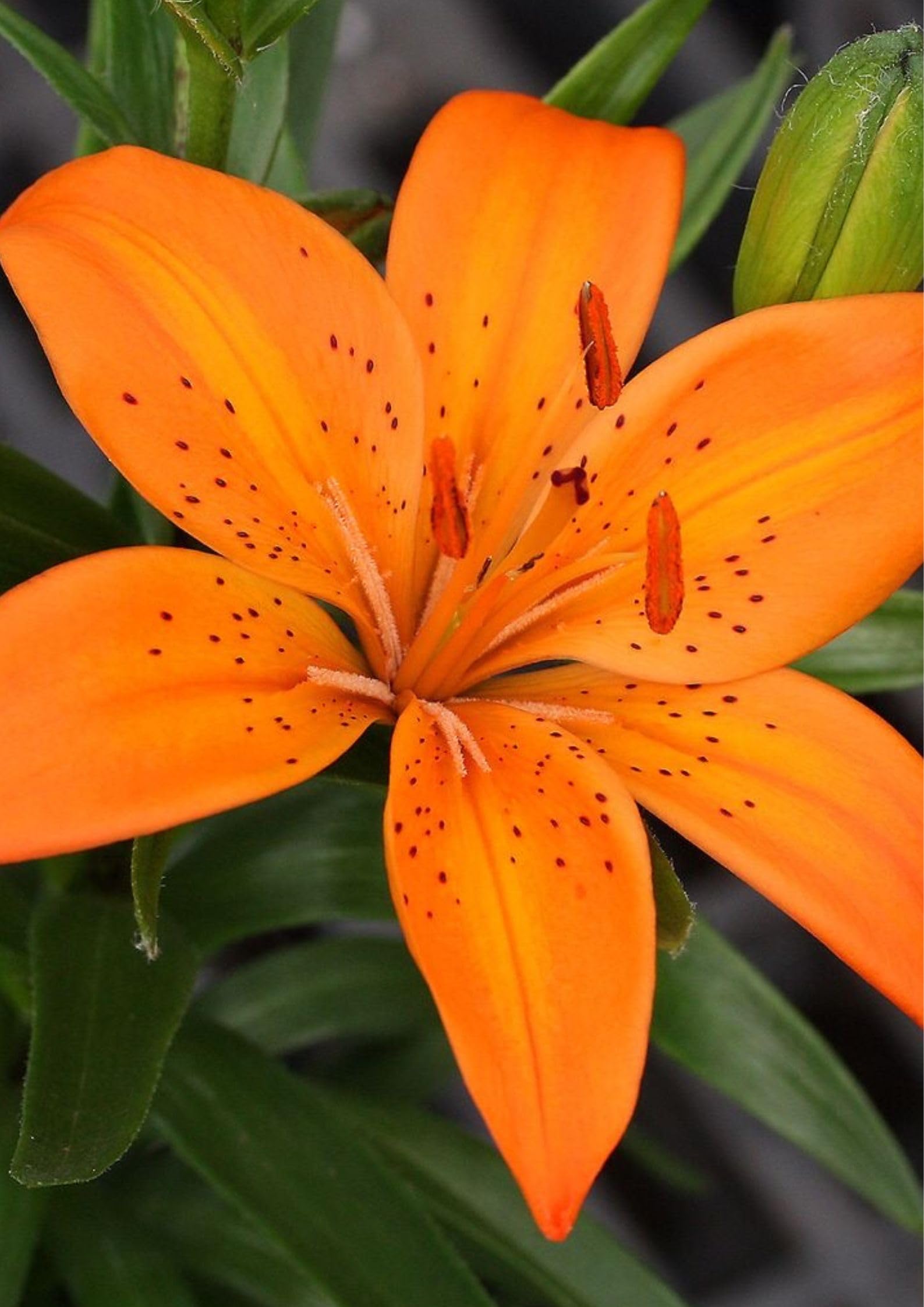 See full amazon price history chart for Radha Krishna Agriculture® Holland Imported Orange Color Asiatic Lily Flower Bulbs For Gardening (Pack Of 5 Bulbs) Radha Krishna Agriculture® Holland Imported Orange Color Asiatic Lily Flower Bulbs For Gardening (Pack Of 5 Bulbs) (B0CWZC4VL1) Amazon Price History, Amazon Price Tracker