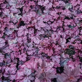 12 Part Shade Planter Ideas That Thrive Without Full Sun 76 Coral Bells Plants, Purple Heuchera Coral Bells Live Plant, Shade Perenn...