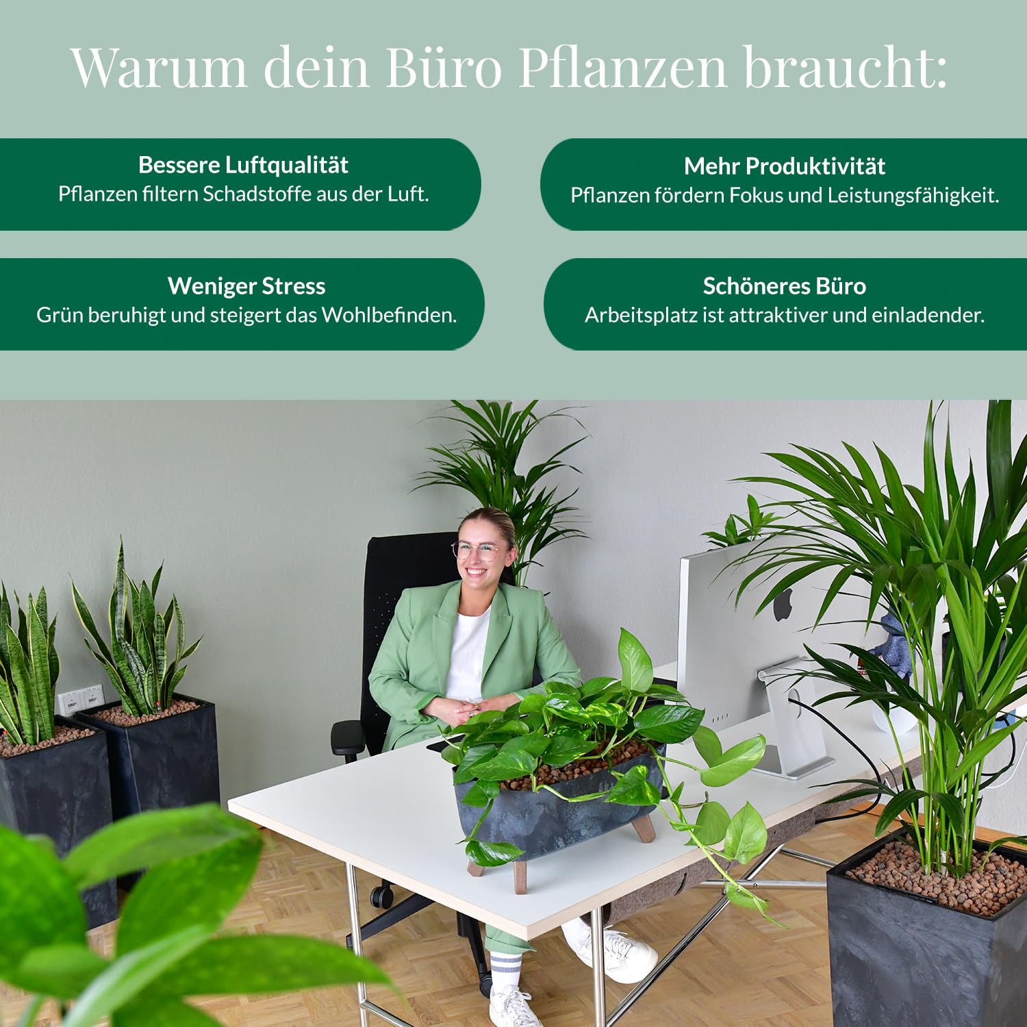 Hydrokultur Büropflanzen 3er Set Drachenbaum Mix in Keramiktöpfen Anthrazit - Topf ⌀ 16 cm - Pflanze ca. 30 cm - pflegeleichte Zimmerpflanzen inkl. Blähton, Wasserstandsanzeiger & Dünger