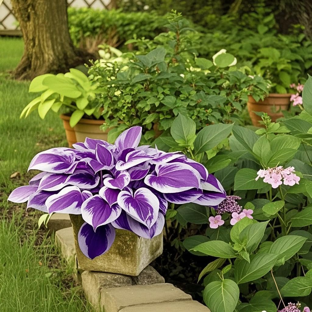 Hosta Seeds Perennial, 200pcs Hosta Plants Grow Easily Purple White Flower Seeds Hosta Bulb Outdoor Garden Shade Potted