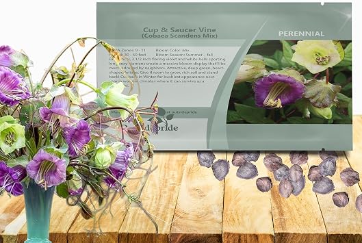 Outsidepride Mix Cobea Cup and Saucer Vine Seeds - 100 Pcs Perennial Climbing Vine Flower Seeds with Lush Foliage & Large Flowers that Attract Pollinators, for Fences, Trellises, or Walls