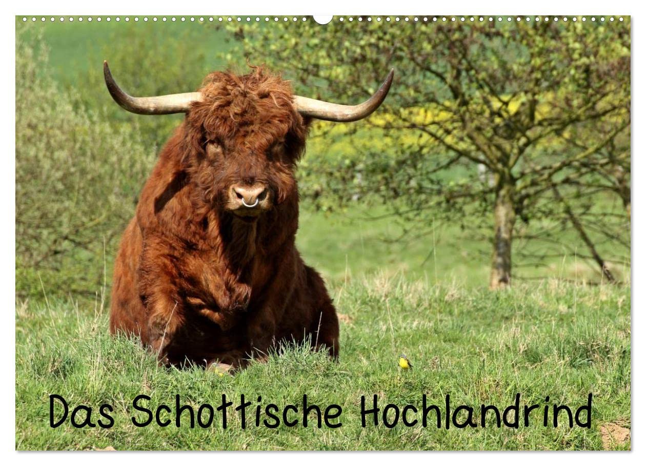 Das Schottische Hochlandrind (Wandkalender 2026 DIN A2 quer), CALVENDO Monatskalender: Schottische Hochlandrinder in vielen Farbschlägen, Kühe, Bullen ... ungewöhnlichen Aufnahmen. (CALVENDO Tiere)