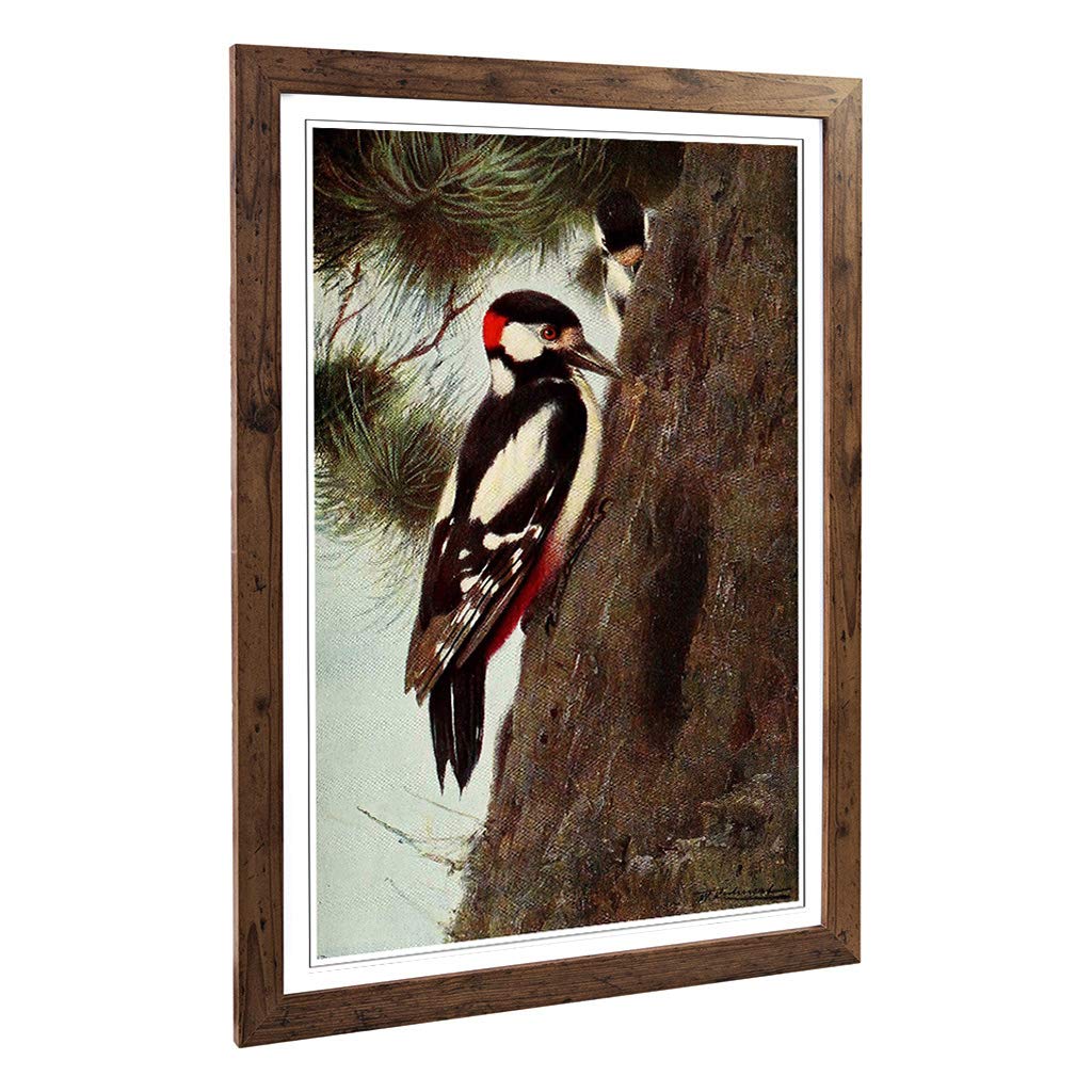 Big Box Art Framed Print of Vintage W Kuhnert Spotted Woodpecker Design | Wall Art Picture | Home Decor for Kitchen, Living Room, Bedroom, Hallway, Walnut, A2 / 24.5x18 Inch / 62x45cm