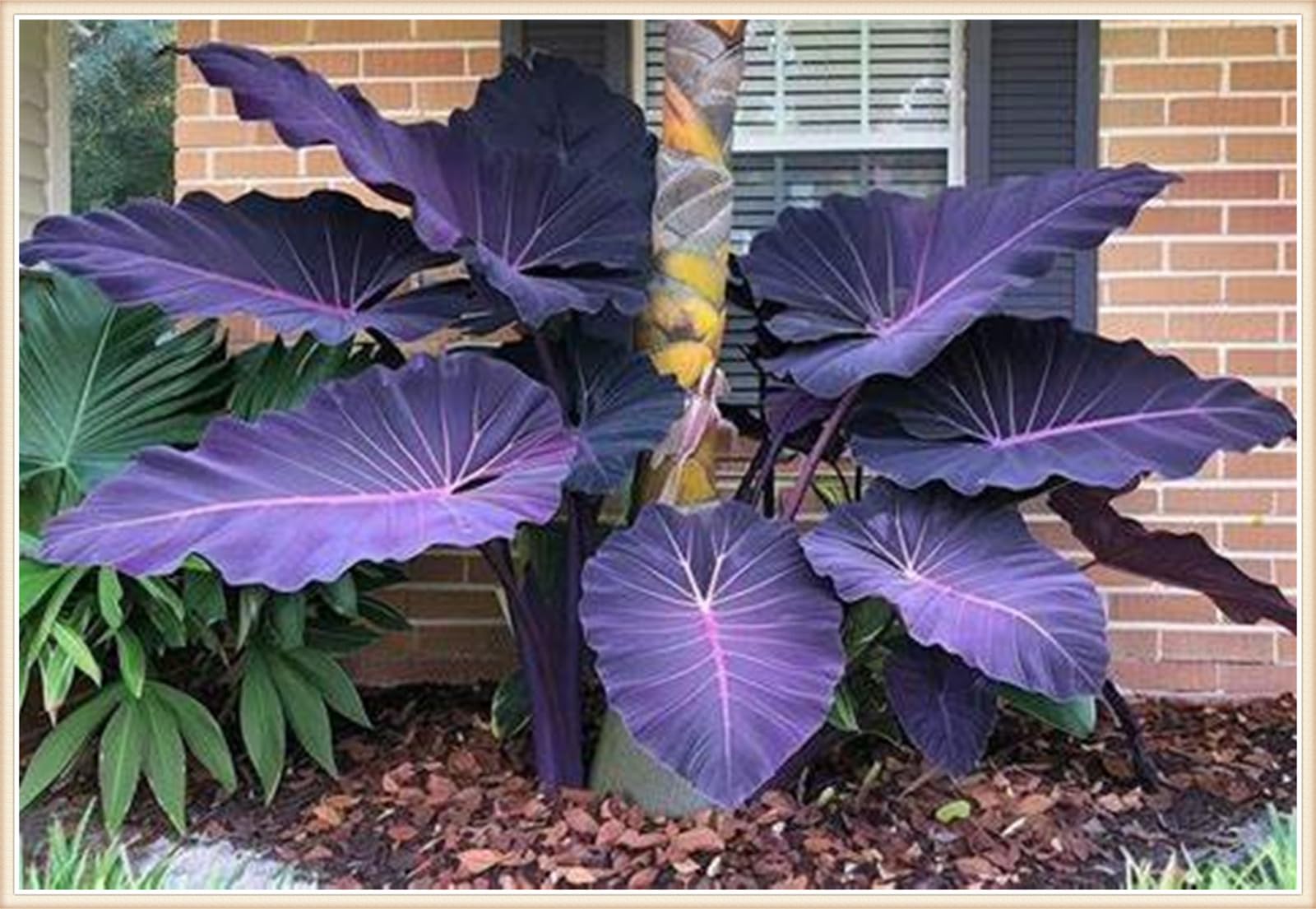 Easy to Plant/Elephant Ear Bulbs/Wedding Flowers/Alocasia Bulbs/Flowering Rhizome, Excellent Display, Good for Containers-10 Bulbs-C
