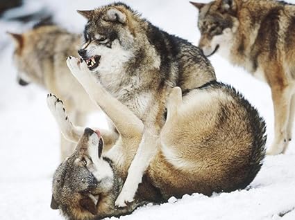 Amazon Co Jp オオカミの動物の戦いのイラスト 木製パズル安全無毒の家とオフィスの装飾多色教育玩具 おもちゃ