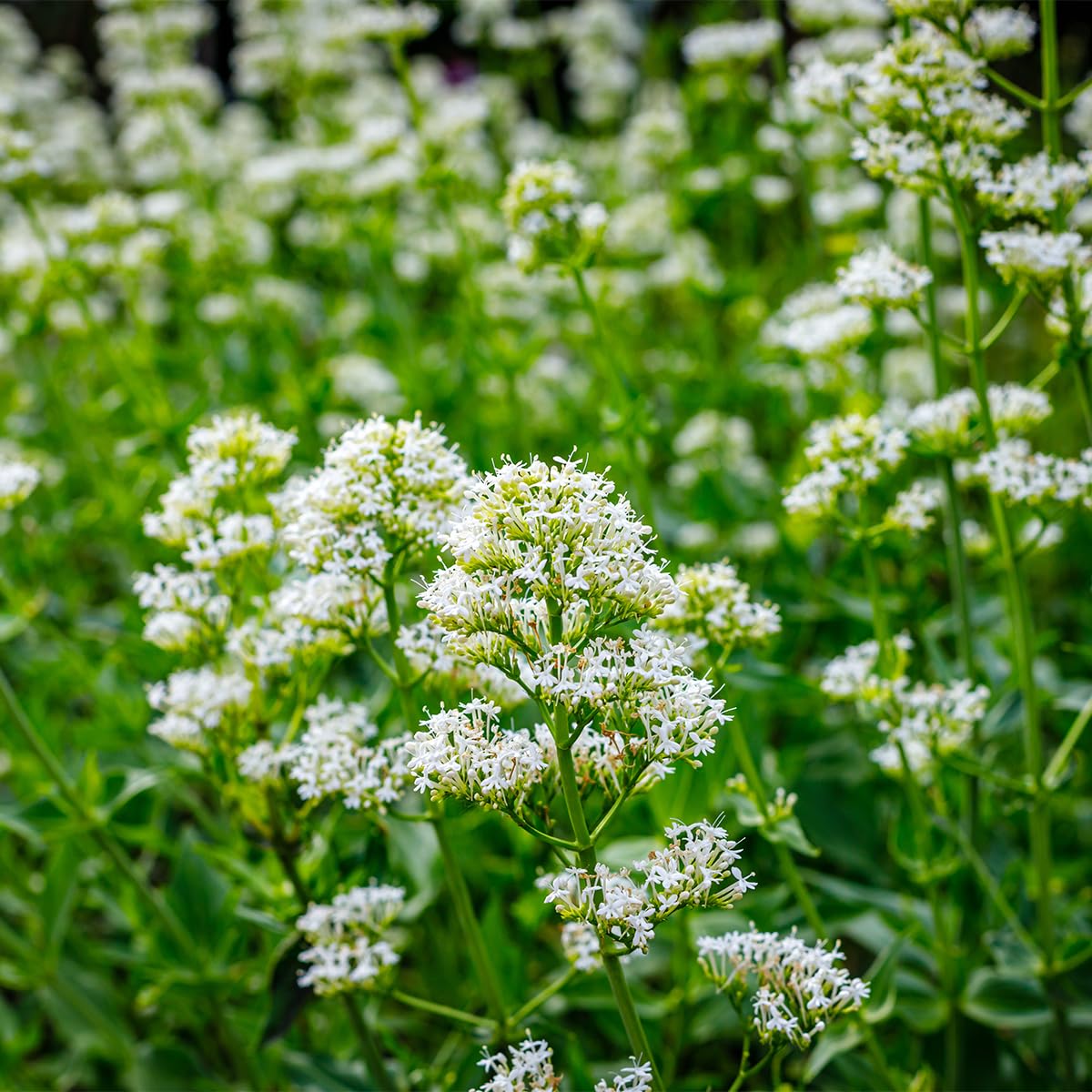 Centranthus Ruber Albus pour végétaliser un muret en pierre ou créer une bordure fleurie rustique