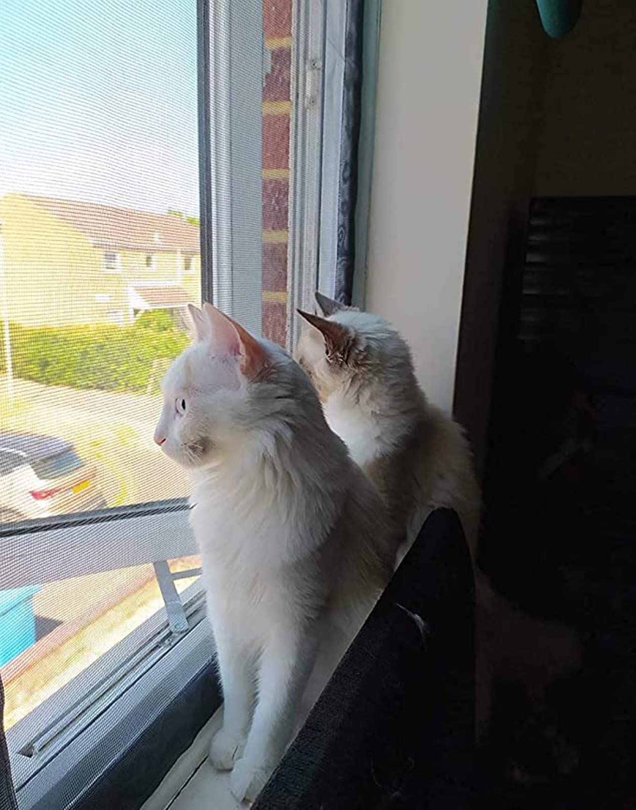 Katzenschutzgitter für Türen und Fenster, inklusive Reißverschluss, für Balkon und Fenster, selbstklebendes Fliegen- und Mückenschutznetz.