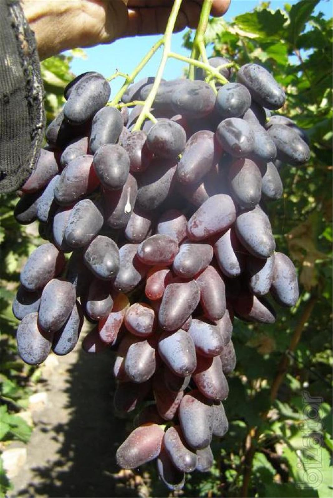 Vigne de raisin pour petit espace et conteneur pour récolter de grands fruits