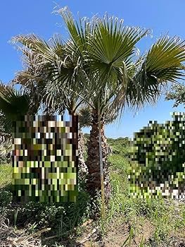 Amazon.co.jp: ワシントンヤシワシントンモドキ ヤシ やし パーム 複数