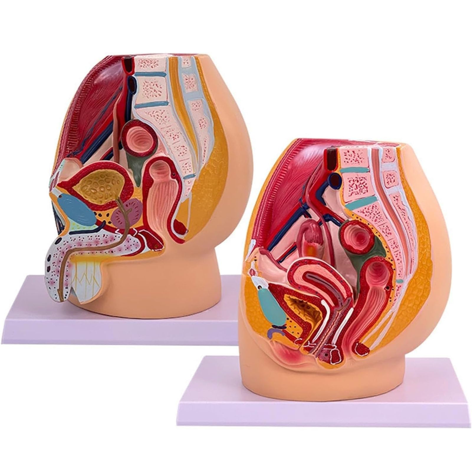 Modèle pelvis sagittal AMITD avec système génitourinaire pour étude médicale