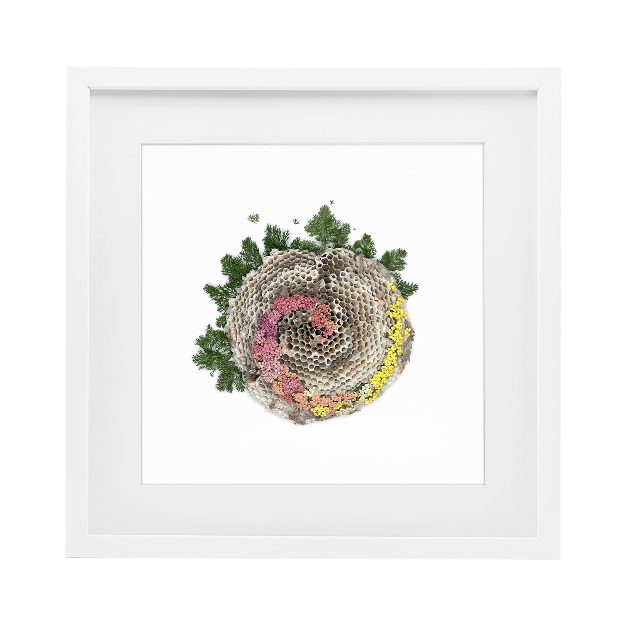 Stupell Industries Coastal White (Textured) 'Honeycomb With Botanicals'| Framed Print Under Glass