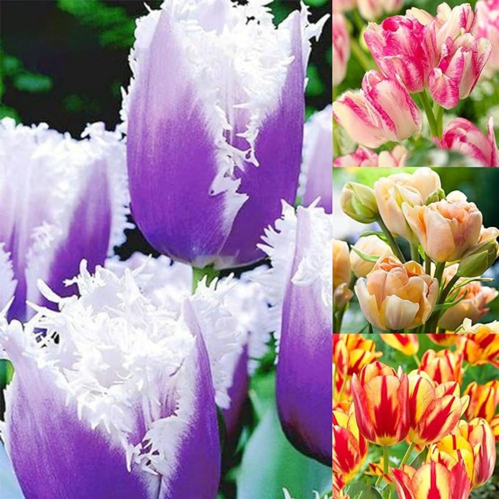 Tulip Bulbs,Flowering Rhizome,Excellent Display,Hardy Perennial,Iridescent,Tulip Tubers UK,Good for Containers,Cut Flowers,Greening Flower,Balcony Garden Bulbs.-5Bulbs-G