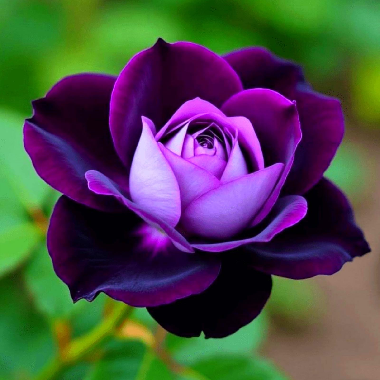 Fast Growing Rainbow Rose Plants for Beautiful Garden Displays-1 Root-Color-C