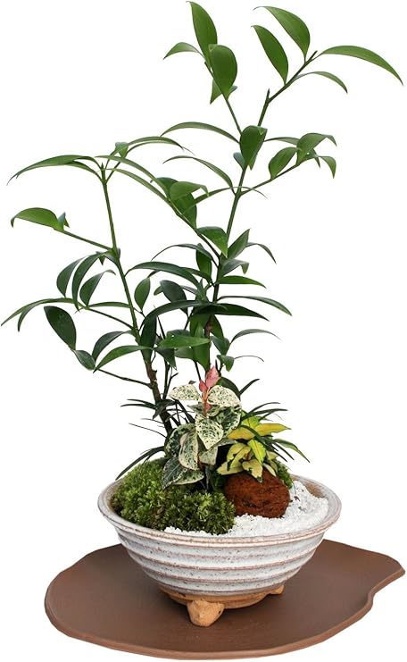 Amazon 花由 産地直送 創作盆栽 苔あそび なぎの木 観葉植物 オンライン通販