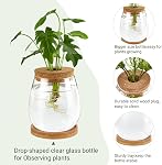 Dahey Plant Propagation Jars Plant Terrarium Glass Vase with Wooden Saucer and Cork Planter Station for Growing Hydroponic Plants Indoor Table Centerpirce Home Office Decor, Set of 2