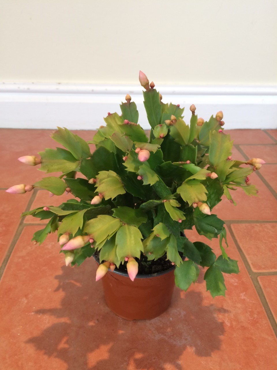 English Grown - Schlumbergera Cactus - 10cm Pot - Purple/Orange/White/Pink