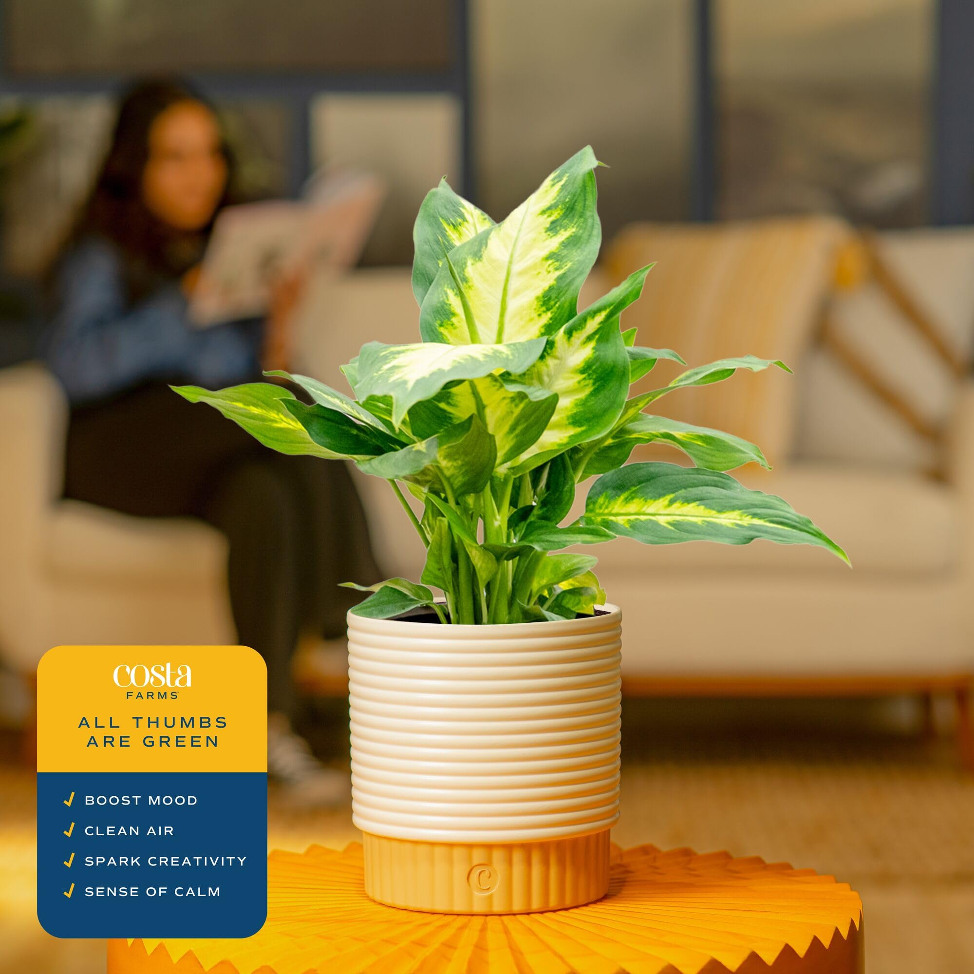Amazon.com : Costa Farms Dieffenbachia, Dumb Cane Live Plant in Decorative  Pot, Easy to Maintain Indoor Houseplant, Perfect for Home, Room, or Office  Decor, Great House Warming or Birthday Gift, 12-18 Inches