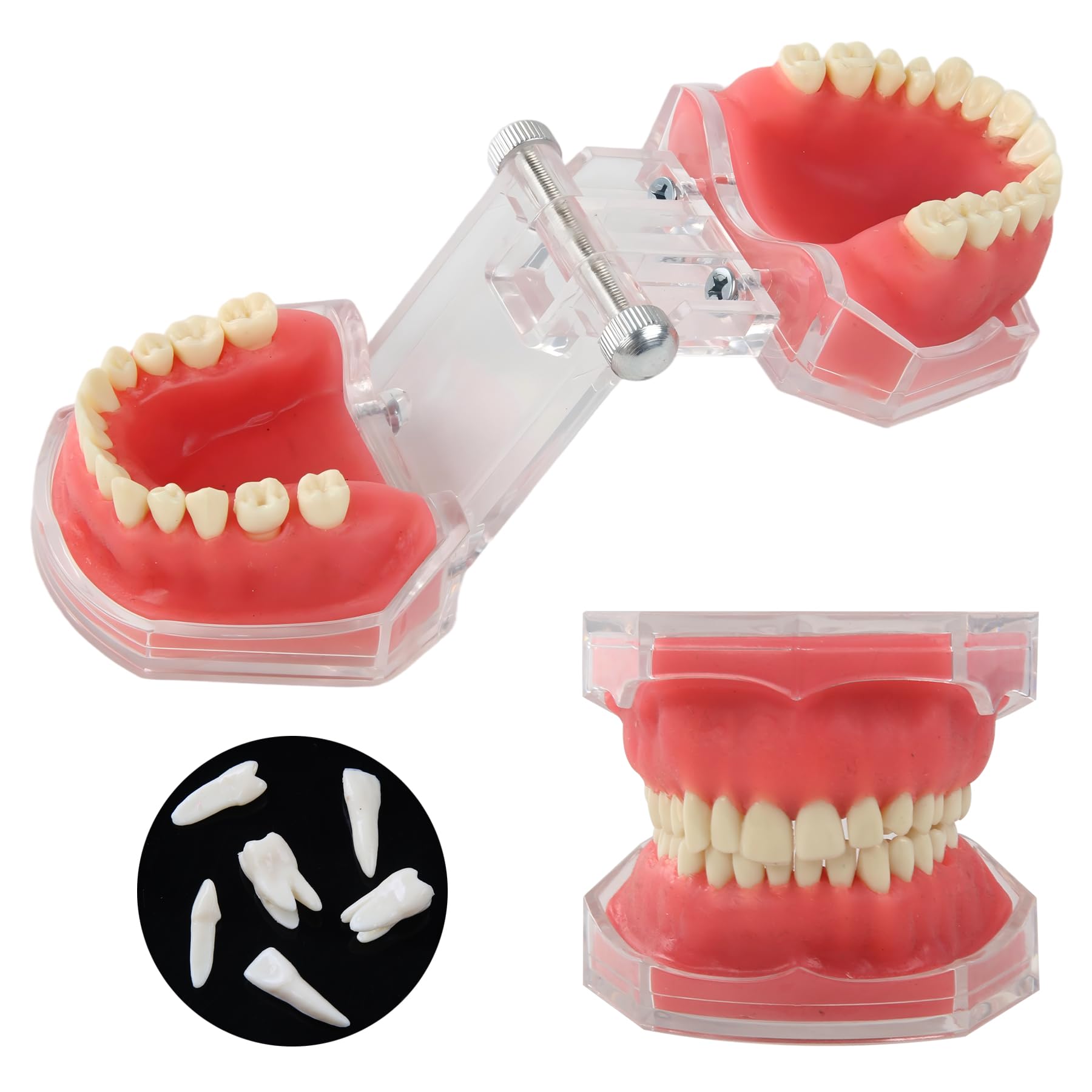 Zahnmodell Realistisch - 28 Zähne Herausnehmbar Dentalmodell mit durchsichtiger Acryl-Abdeckung und weichem Gummigumm Ideal für Zahnmedizinstudenten und Ärzte