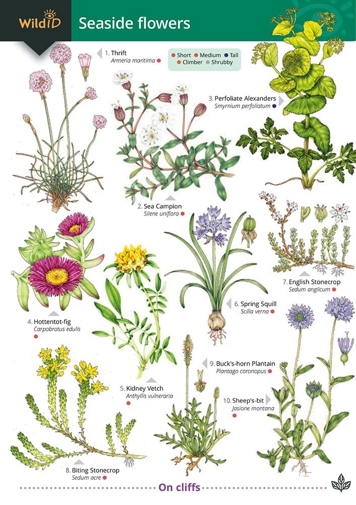 Seaside Flowers (WildID)