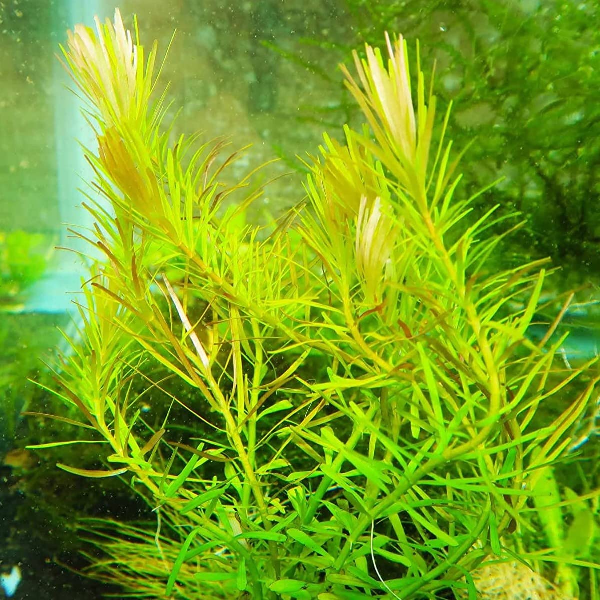 MABES WAREHOUSERotala Nanjenshan Bundle Stem Freshwater Live Aquatic Plant - Perfect Accessories for Water Fish Tank Aquarium Decorations by Heirloom Garden