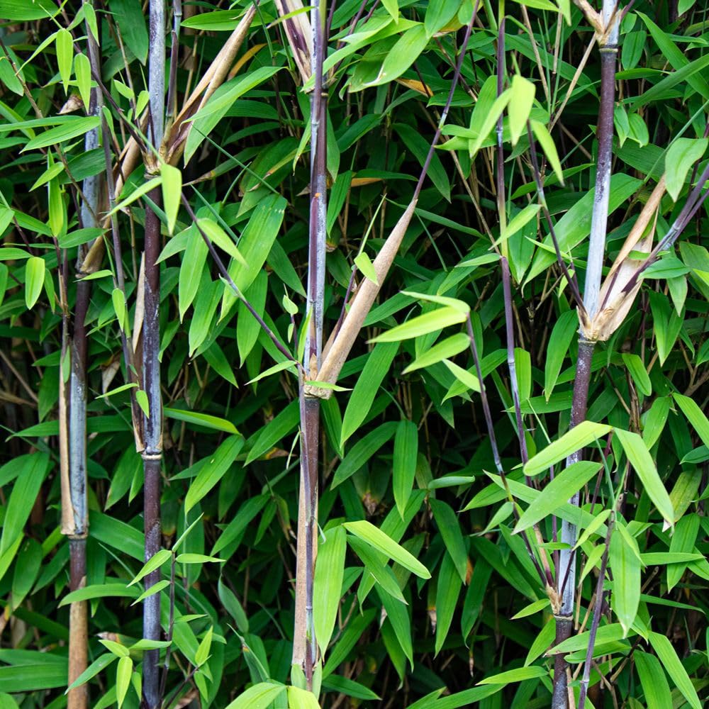 Bamboo ‘Black Dragon’ – Non-Invasive Clump-Forming Bamboo | Evergreen Garden Screening Plant | Rich Purple-Black Stems | Ideal for Pots & Borders - 1x10cm Potted Plants by Thompson & Morgan