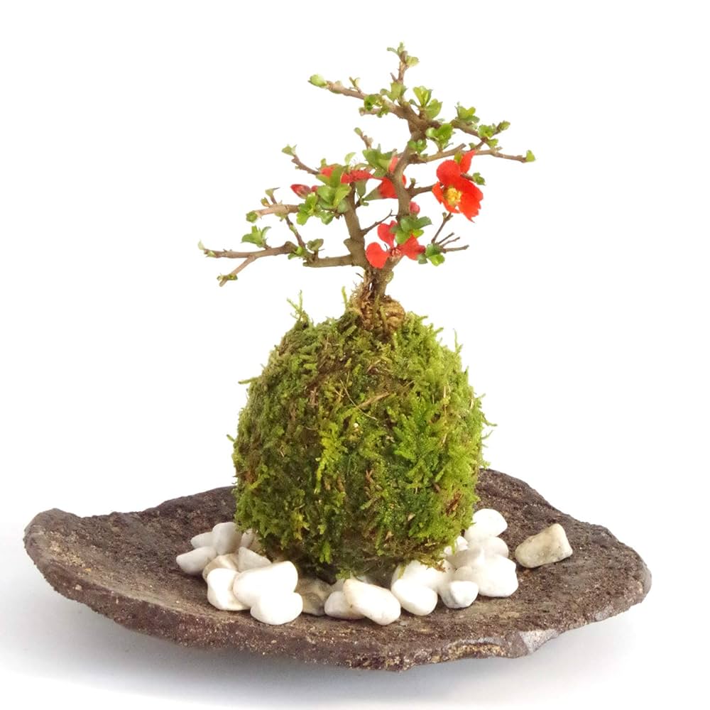 Amazon｜【冬は落葉します】年に数回可憐な花が楽しめます。名前