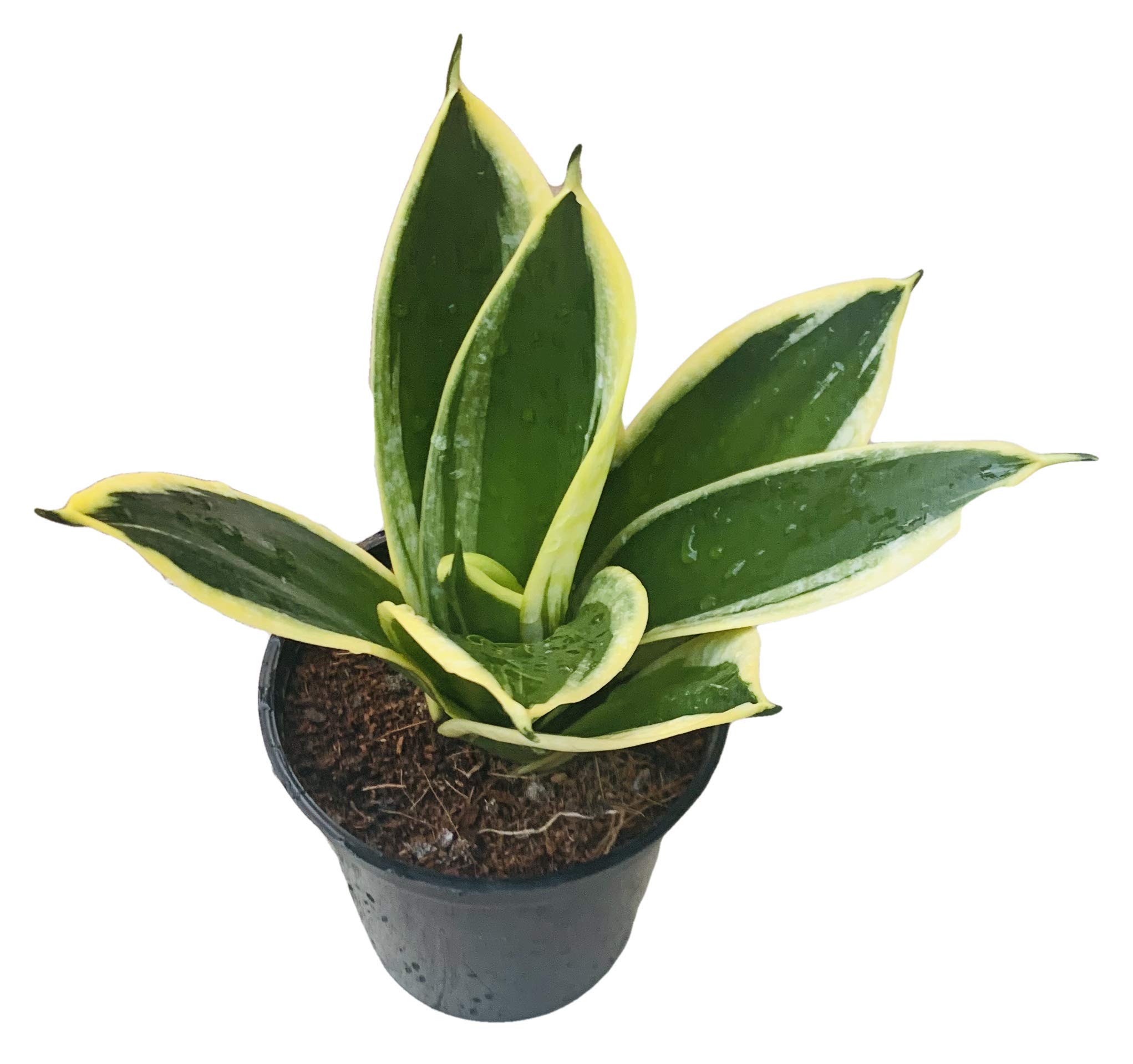 The Four Seasons Sansevieria Trifasciata Black Gold Superba Rare Imported Variety Natural Live Plant in Pot (B084VTYC7L) Amazon Price History, Amazon Price Tracker