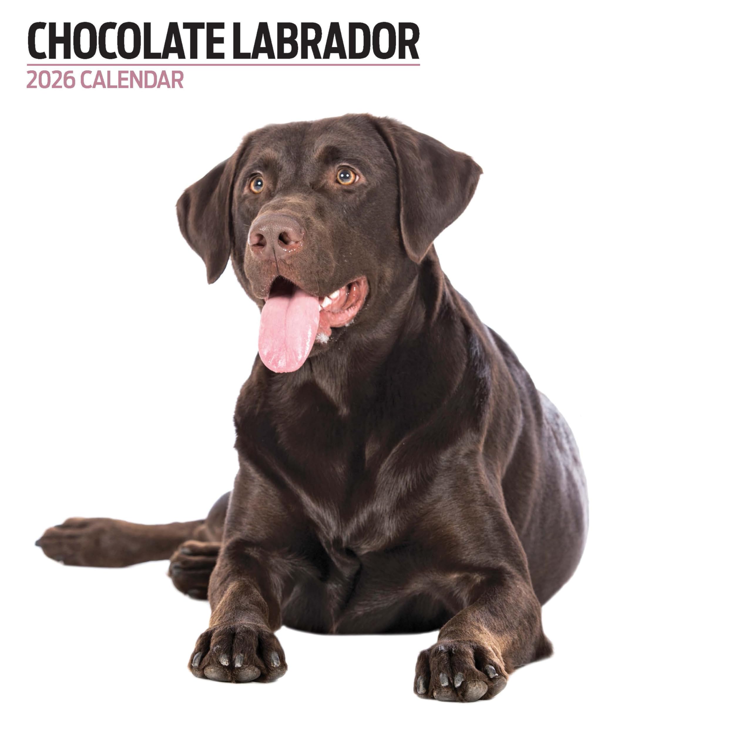 Labrador Chocolate 2026 Modern Calendar