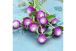 100 Gomphrena Audray Bicolour Rose Globe Amaranth Seeds: Eye-Catching Beauties for Your Garden