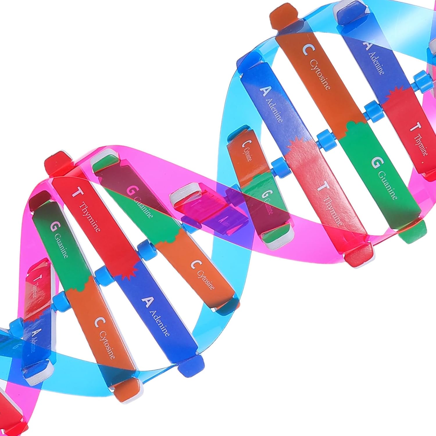 Generic DNA Science Kit: Interactive Molecular Model for Classroom Lab Demonstrations - Colorful Double Helix Structure for Genetics Biology Chemistry Learning