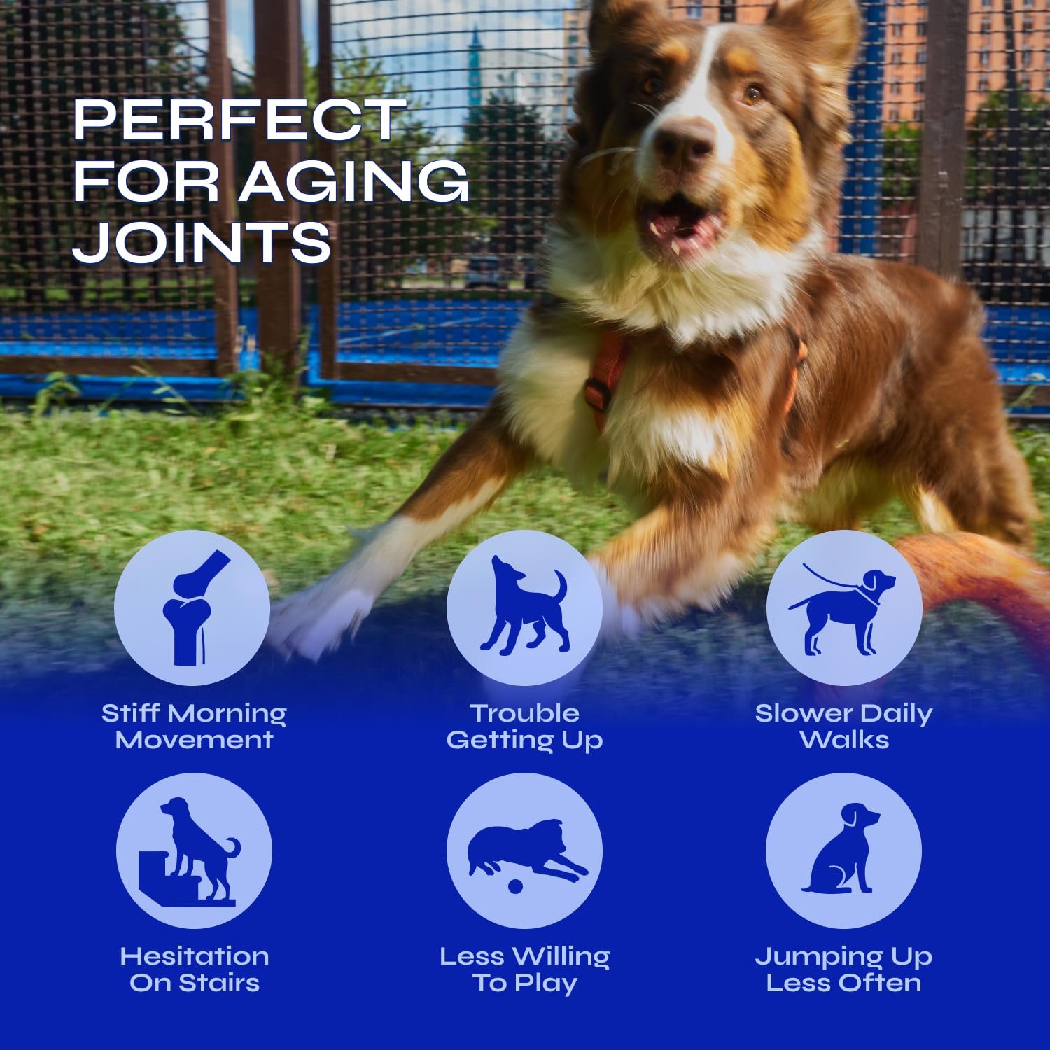 Glucosamine for Dogs - 32,500 mg per Pack with Chondroitin, MSM, Collagen - Dog Glucosamine Chews for Mobility Support - Hip and Joint Supplement for Small, Medium, Large Breeds - 130 Soft Duck Treats - image 3