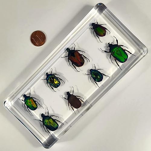 Miniatura 384 de Escarabajo de algodoncillo azul cobalto real de 1.732 in en espécimen de resina de lucita cristalina, insectos, insectos preservados, colección