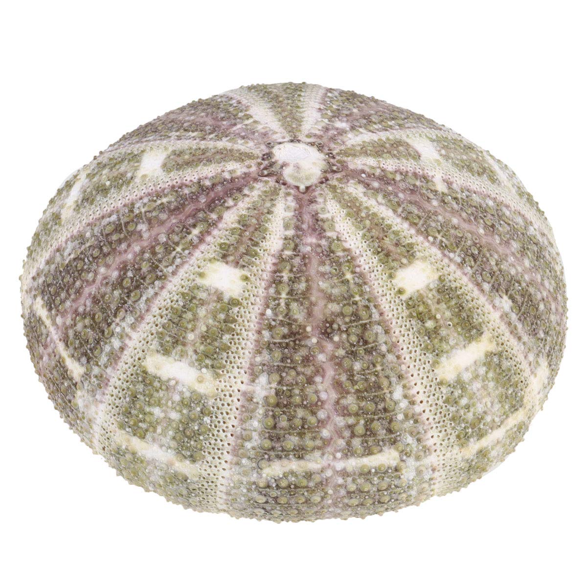 Garnetck - Conchiglia di riccio secca al mare, decorazione, decorazione per la casa, tema, spiaggia, feste, decorazione per matrimonio, supporto per piante d'aria, 2 pezzi