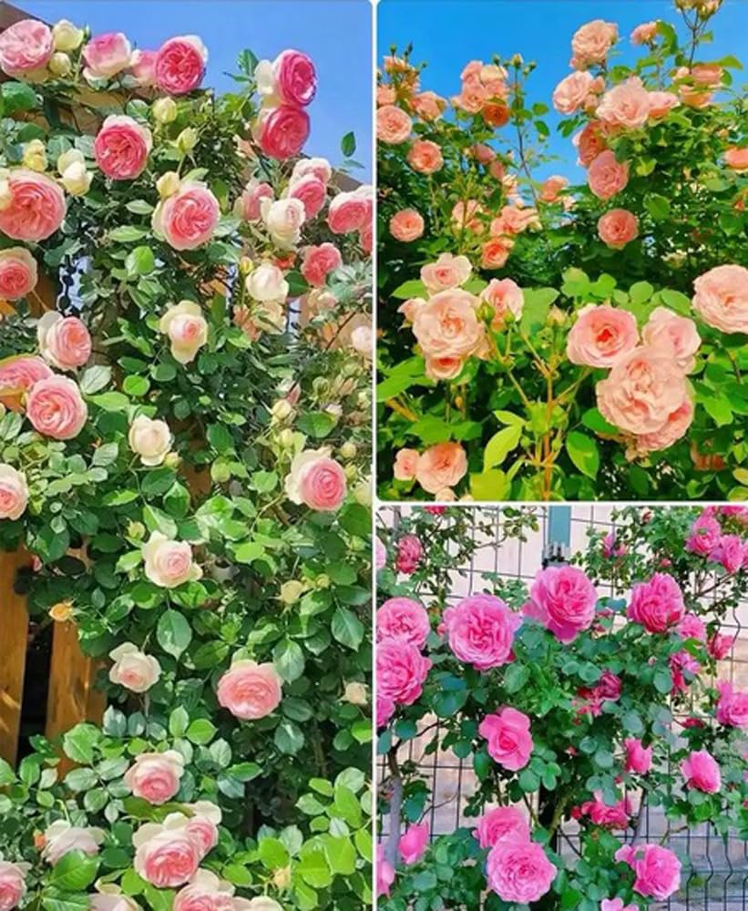 Semillas De Rosas Trepadoras Saterkali – 100 Piezas, Colores Vivos, Crecimiento Rápido Y Resistente, Ideales Para Jardín, Terraza O Pérgola