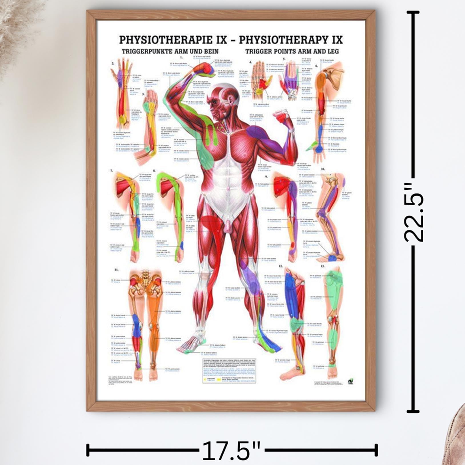 Amazon.co.jp: 解剖学的ワールドワイドトリガーポイント:腕と脚