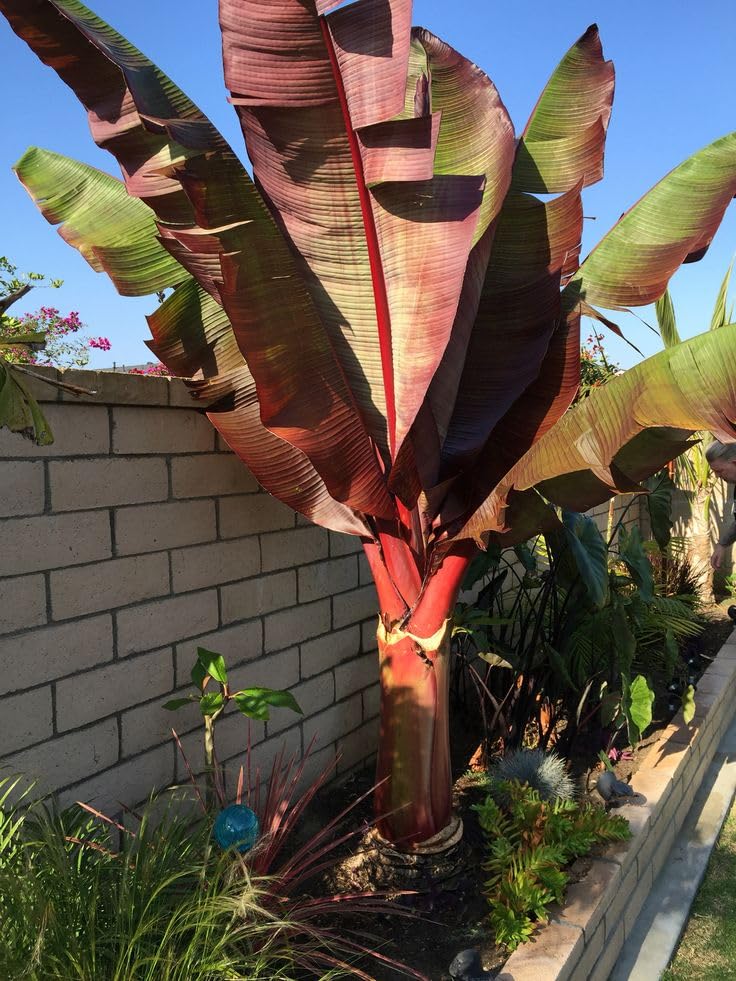 Rare Red banana tree live plant (B0CK7V3HXM) Amazon Price History, Amazon Price Tracker