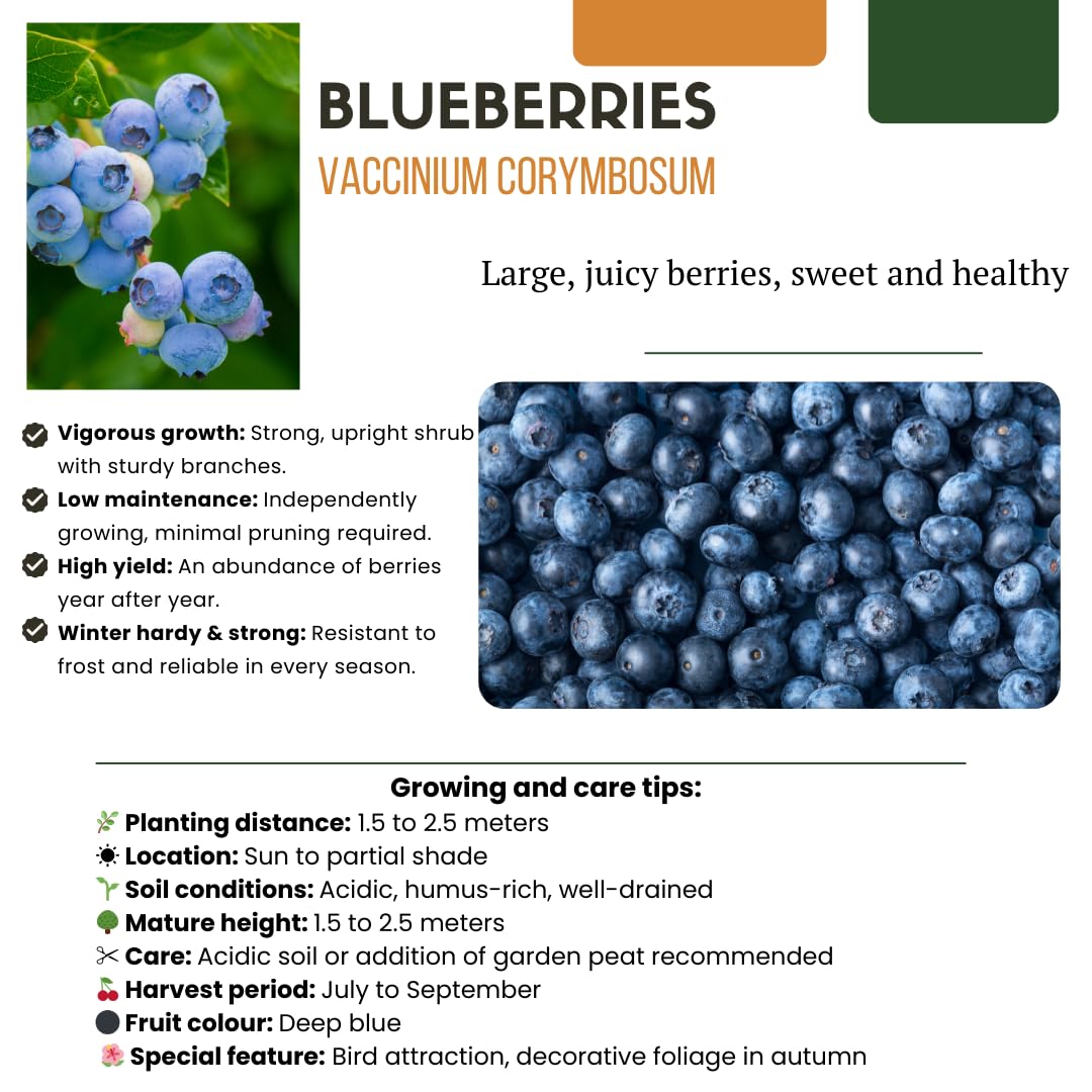 Conjunto de 4 variedades de plantas frutales - Rubus idaeus - Ribes rubrum - Vaccinium corymbosum - Rubus fruticosus - 20cm - Ø13cm - Planta de jardín - Verduras y frutas